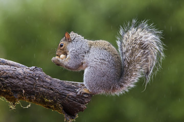 Naklejka na ściany i meble grey squirrel in autumn