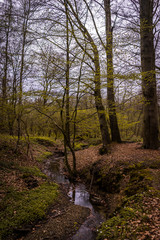 Kleiner Bach im Wald