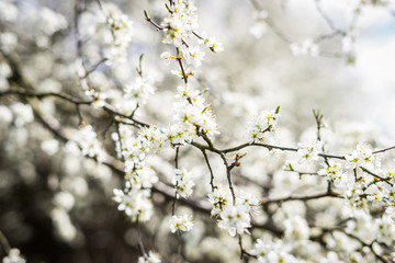 Obraz premium Kirschbaum mit Kirschblüten im Frühling