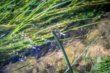 dragonfly over small river background