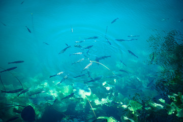 Fototapeta na wymiar Fish in clean water of Krka National Park visited by many tourists.KRKA NATIONAL PARK,CROATIA,MAY 27,2017