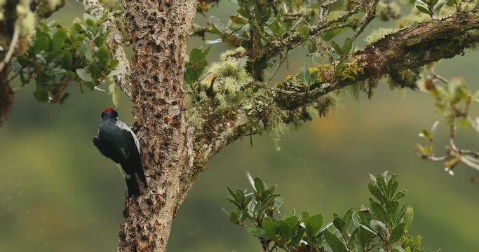 Acorn Woodpecker, Melanerpes formicivorus, from Costa Rica. Bird in the tree. Wildlife scene from tropic nature. Birdwatching of Costa Rica, America. Mountain bird in the nature habitat. 
