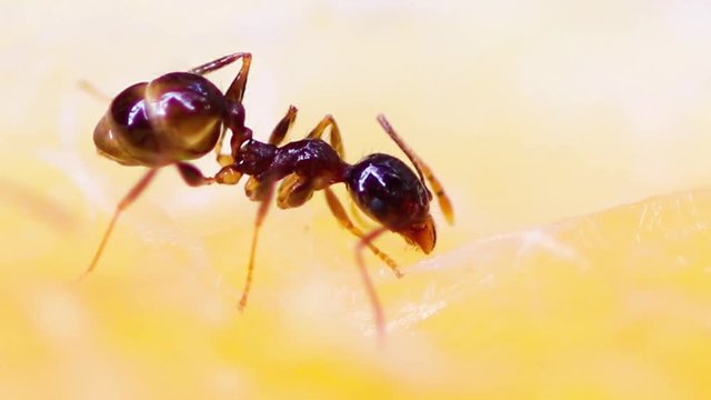 Formiga comendo fruta.