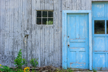 old faded grey barn with bright blue doors