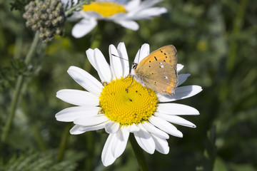Scarce Copper butterfly on Oxeye Daisy