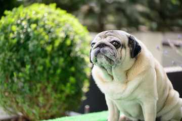 Obraz premium Pet friendly pug dog sitting