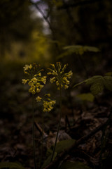 Frühlingsblumen in Northeim