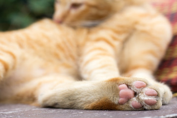 Paws cat close-up