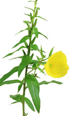 Nachtkerze (Oenothera biennis) Pflanze mit Blüte freigestellt vor weißem Hintergrund