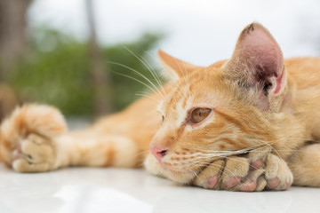 Cute cat, cat lying on the wooden floor in the background blurred close up playful cats