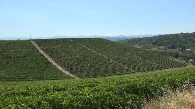 Vigneti Monferrato Piemonte Italia