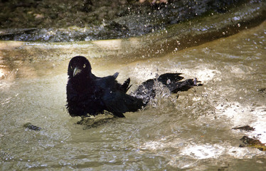 badender schwarzer Vogel