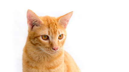 Thailand Cat lethargic. Cute cat, cat lying on the wooden floor in the background blurred close up playful cats, cats relaxing vacation.