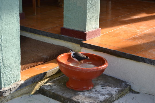 uccellino