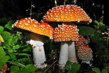 toadstools