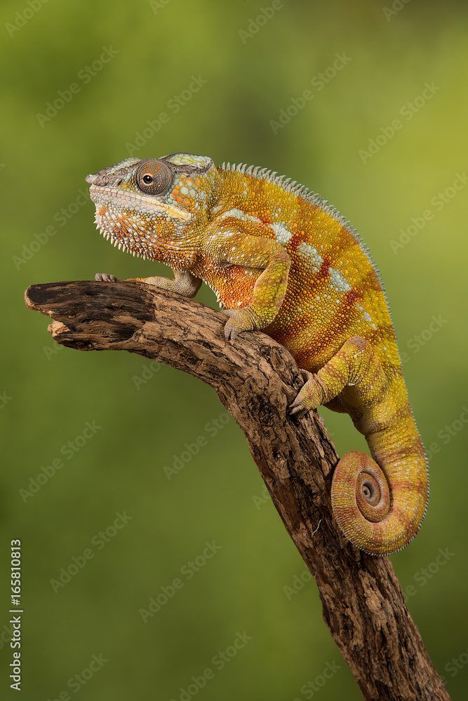 Aufkleber close up photograph of a panther chameleon climbing up a branch with its tail curled up set against 