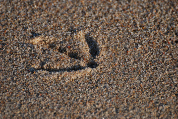 Birdwatching in Sardegna