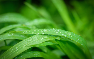 Green grass background. Selective focus with shallow depth of field.