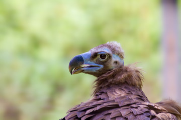  head of a large vulture bird