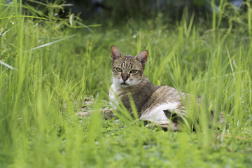 Fototapeta premium cat lies in the field and looks straight ahead.