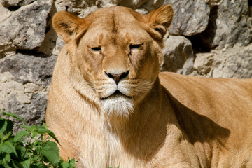  animal is an adult lioness lying and staring