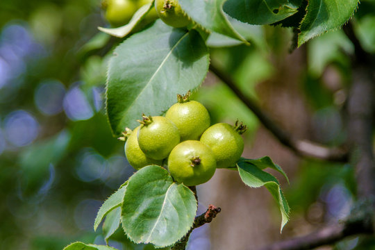 fruits of a wild pear ripen on a tree