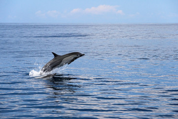 Obraz premium Skaczące delfiny zwyczajne, Kostaryka, Ameryka Środkowa