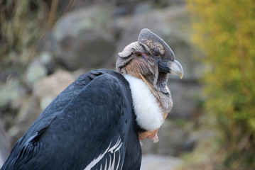Male andean condor portrait, Ecuador, South America