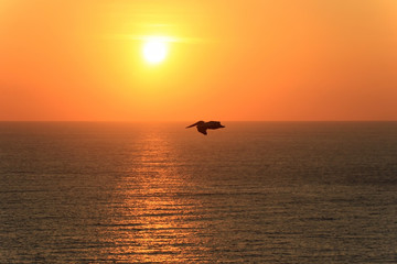 Fototapeta premium Pelican flying over ocean at sunset, Ecuador, South America