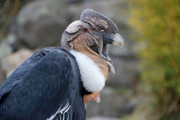 Male andean condor portrait, Ecuador, South America