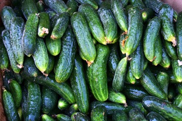 Fresh cucumbers sold in the Bazaar