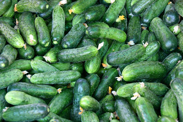 Fresh cucumbers sold in the Bazaar