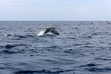 Fototapeta premium Common dolphins jumping, Costa Rica, Central America