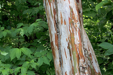 Colorful tree trunk, Costa Rica, Central America