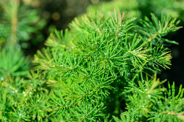 Pine branches after the rain. Selective focus on cone. Shallow depth of field.