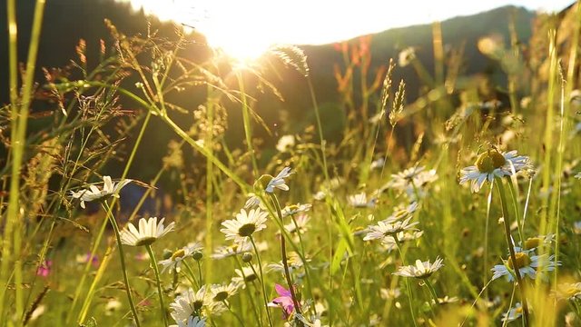 Beautiful white camomiles growing in meadow in mountain area in charming evening sunlight of sunset sun in background. Real time full hd video footage.