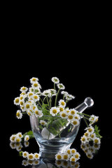 mortar and pestle with chamomille on black background