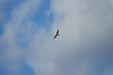 Obraz premium birdwatching in sardegna