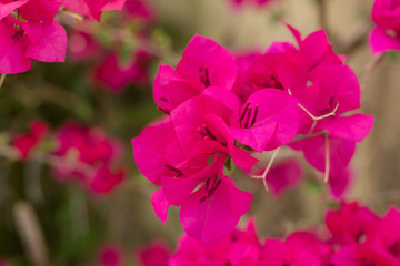 Pink Bougainvillea glabra Choisy flower with leaves Beautiful Paper Flower vintage in the garden ,grass background blurry,Asian flowers