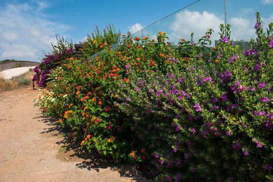 Fototapeta Mediterranean big sage flower and plant