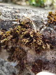 moss and stone