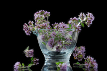 glass mortar Flowering oregano Origanum vulgare - isolated in black