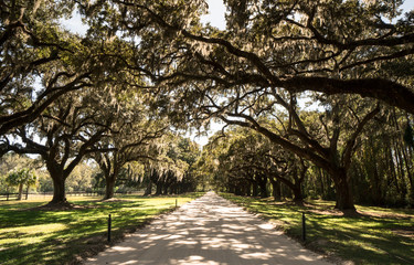 huge old oak trees covered in Spanish moss forming a natural alley and canopy over a gravel road in South Carolina in the summer