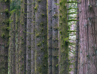 Pacific North West Washington State and British Columbia Rain Forest and Mountain Landscapes