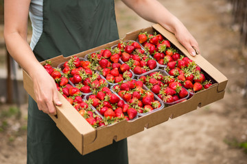 Strawberry growers with harvest,Agricultural engineer working in the greenhouse.Female greenhouse...