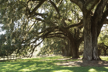 row of ancient live oak trees covered in Spanish moss with a green lawn below and a wooden fence in the background