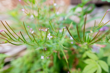 Closeup of tiny purple flower