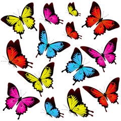 beautiful color butterflies,set, isolated  on a white
