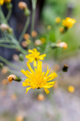 Closeup of yellow flower