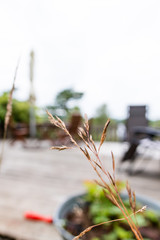Closeup of straw of grass with blurred patio in the background